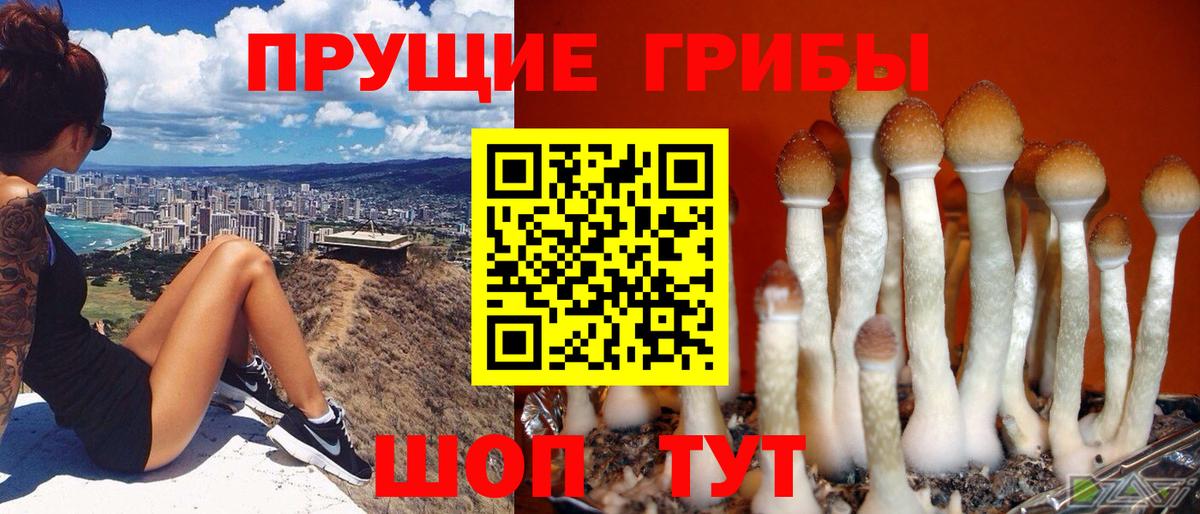 Надым  Галлюциногенные грибы Psilocybine cubensis  Вход с VPN 